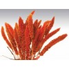 SETARIA  24" Orange- OUT OF STOCK